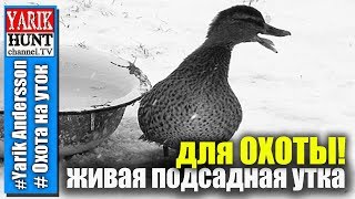 Охота на уток. Дикие подсадные утки - вопросы и ответы!