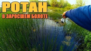 РОТАН в городском болоте! Болото заросло... Рыбалка летним вечером!