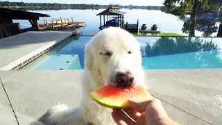 Dog tries watermelon for the first time.. (Hilarious)