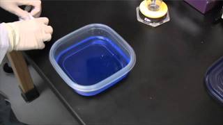 Protea's Coomassie SuperBlue Gel Staining Protocol