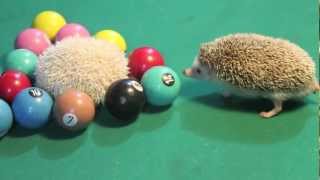 Hedgehog - Sonic the Hedgehog - Porco-espinho ou ouriço