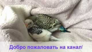 Жизнь волнистых попугайчиков, Весь период гнездования / Life BUDGIES ,breeding season