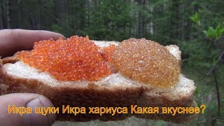 Икра щуки Икра хариуса Какая вкуснее? Рецепты икры Щучья икра похожа по вкусу на икру черную.