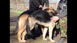 Вязка собак (случка) механический или ручной способ.