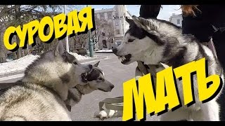 МАМА ХАСКИ ВСТРЕЧАЕТ СЫНА ЩЕНКА