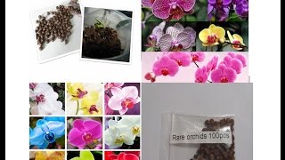 Что на самом деле растет из семян Орхидеи с Китая.Семена орхидеи из Китая