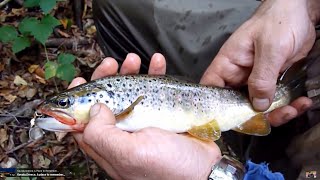 Trout Fishing in Greece- Ψάρεμα Πέστροφας στην Ελλάδα
