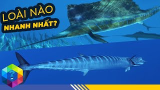 Top 11 Loài Cá Sở Hữu Tốc Độ Thần Sầu - Bất Ngờ Cá Voi Sát Thủ Chỉ Đứng Bét Bảng