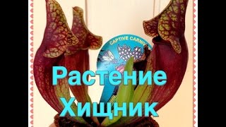 Растение - Хищник " Саррацения"