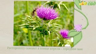 Посадка расторопши - как правильно посадить расторопшу