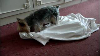 Funny Yorkshire Terrier