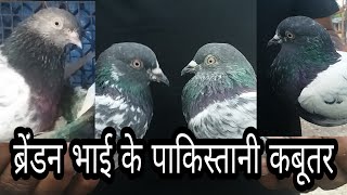 Highflyer Pigeons Of Brenden And Hemant Bhai
