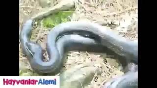 Yılan Çiftleşmesi l Hayvanlar Alemi