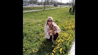 ЗОЛОТЫЕ ХИТЫ ИРИНЫ БАЖЕНОВОЙ РАДУЖНЫЙ ШАНСОН