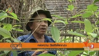 ผู้ใช้พืชกระท่อมเชื่อเป็นพืชที่มีคุณสมบัติทางยา