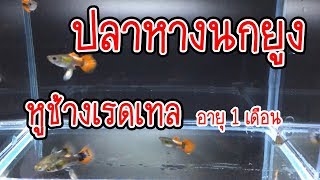 ปลาหางนกยูง หูช้างเรดเทล อายุ 1 เดือน  [ Redtail Guppy fish 1 Month ]