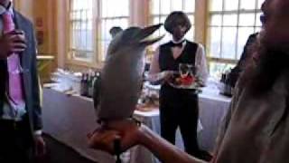Australian Kookaburra at Matt and Sherri's Wedding