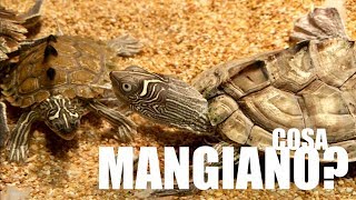 Cosa MANGIANO le mie TARTARUGHE d'ACQUA Dolce? SUBSTRATO nell'Acquario SI o NO?