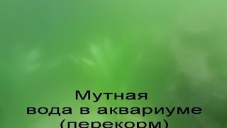Мутная вода в аквариуме (перекорм)