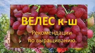 Виноград 2019  Виноград Велес  Рекомендации по выращиванию