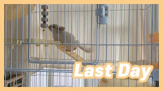 아기 친칠라 마지막 성장일지(Last day of baby chinchilla)