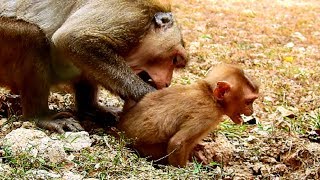 Poor Axel!!! What Jimo doing on homeless baby? Why Axel don't want to live with monkey