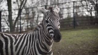 Zoo Praha se podílí na záchraně zeber bezhřívých