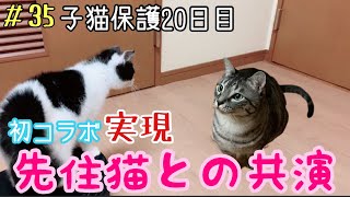 子猫保護20日目 ついに先住猫とのコラボが実現？