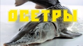 Как погибают осетры в Волге?