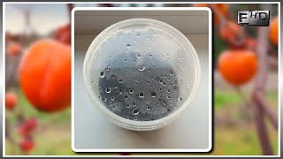 .:⭐:. Как вырастить Хурму из косточки в домашних условиях - (часть 1)