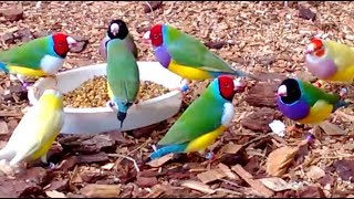 Stunning Lady Gouldian Finches feeding
