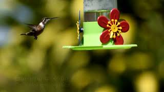 Beija-flores no Jardim