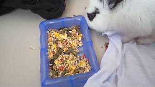 Чем кормить декоративного кролика?