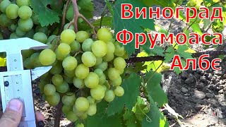 Сорт винограда Фрумоаса Албэ. Виноград 2014.