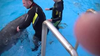 Delfinarium Batumi, Gruzja. Дельфинарий Батуми. Dolphinarium Batumi.