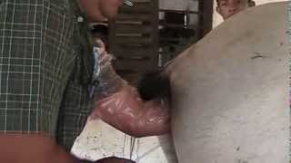 Inseminacion a yegua.
