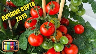 САМЫЕ УРОЖАЙНЫЕ СОРТА ПОМИДОР ДЛЯ ВЫРАЩИВАНИЯ В 2020 ГОДУ