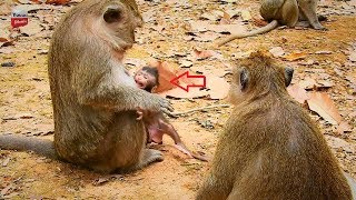 Pityfull Maddix why bad mother Maria allow your baby to Dolly fighting.