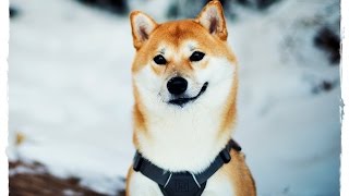 САМЫЕ ИНТЕРЕСНЫЕ ФАКТЫ О СОБАКАХ !