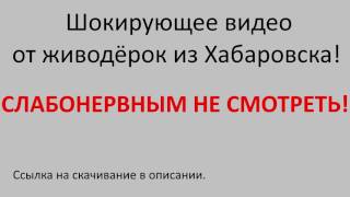 ШОК!!! ЖЕСТОКОЕ ВИДЕО ОТ ЖИВОДЁРОК ИЗ ХАБАРОВСКА!!! ТАКОГО ВЫ ЕЩЁ НЕ ВИДЕЛИ!