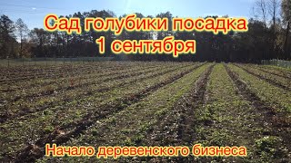 Посадка голубики 1 сентября