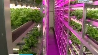 Вести-Хабаровск. Завод по выращиванию зелени без солнечного света и грунта