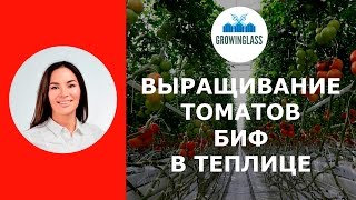 Выращивание биф-томатов в теплице