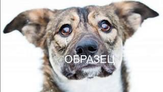 рисую собаку