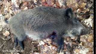 Sauen Fieber 2 - Drückjagd in Brandenburg