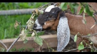 Многопрофильное ЛПХ Александра Казакова. Козы
