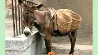 Видео для Логопедических занятий "Ослик"