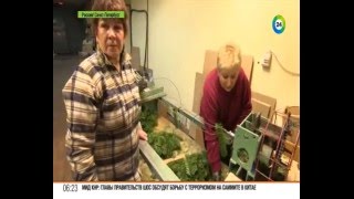 Как делают искусственные елки: секреты производства новогодней красавицы.