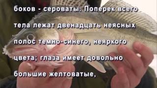 Рыбак рыбаку 304 "Судак Камского устья ч.2".