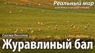 Журавлиный бал. Сказка без слов. Серые журавли (Grus grus).